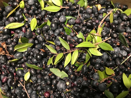 Bacche mirto sardo - bacche, di
