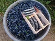 3kg BACCHE di mirto fresche