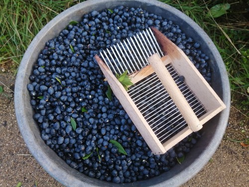 1kg bacche mirto - 1kg,