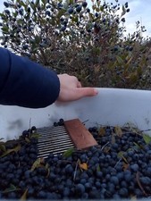 Bacche di Mirto Nero Di