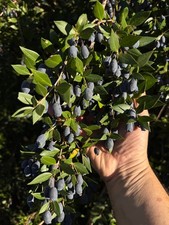 Bacche di MIRTO 1 KG - Myrtus