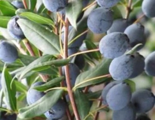 Bacche mirto sardo - bacche,