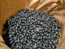 Bacche di mirto fresche per