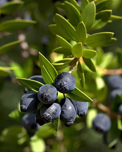 Myrtus communis bacche di - 10,