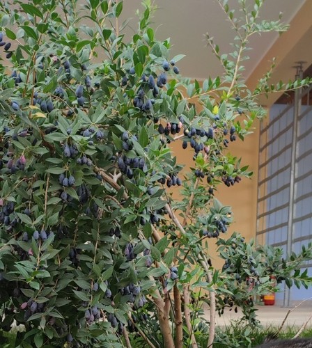 Bacche mirto sardo - bacche,