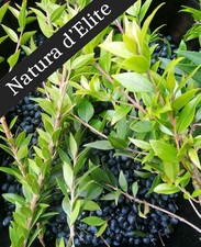 BACCHE DI MIRTO per LIQUORE