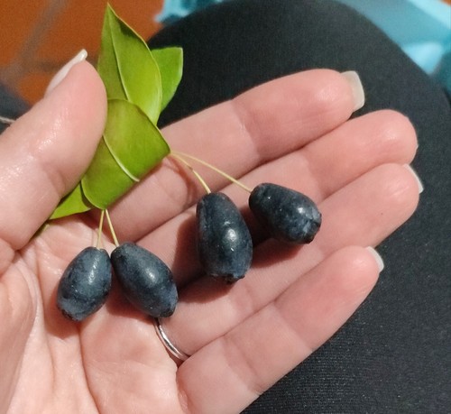 Bacche mirto sardo - bacche, bio