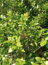 Bacche di mirto selvatiche