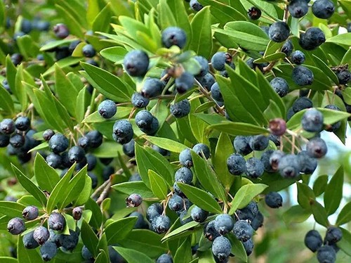 Bacche mirto nero di - 10,