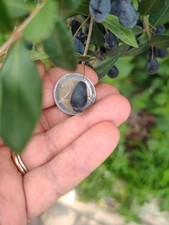 Bacche di mirto grandi