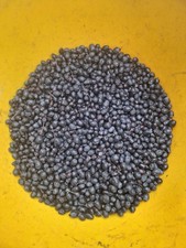 BACCHE DI MIRTO SARDO