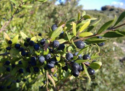 Bacche mirto selvatico - di, bio