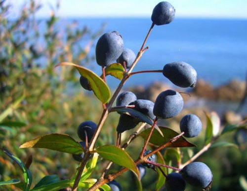 Bacche mirto nero - 10,