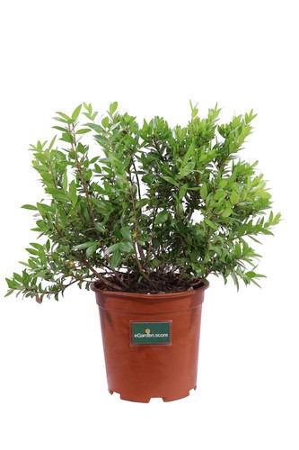 Pianta mirto comune myrtus - pianta, di