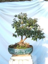 MIRTO BIANCO Common Myrtle